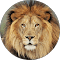 Profil Google